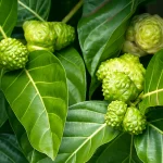 Trái nhàu: Vị thuốc dân gian chứa nhiều công dụng?